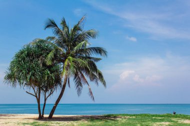 Güneşli bir gün plajda avuç içi. Yeşil tur ile kum plajındaki palms