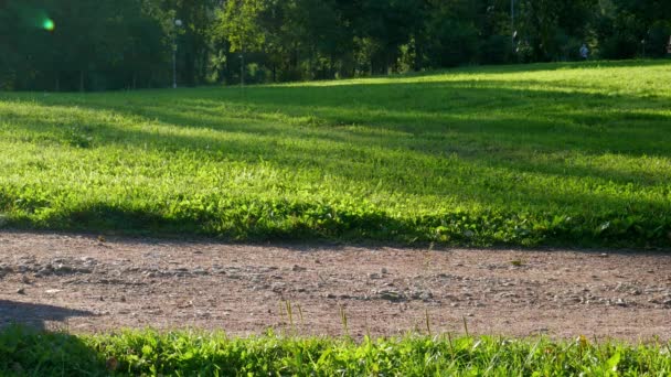 Une personne aidant les handicapés. Personne méconnaissable prenant soin des handicapés et poussant un fauteuil roulant le long de la route dans le parc . — Video