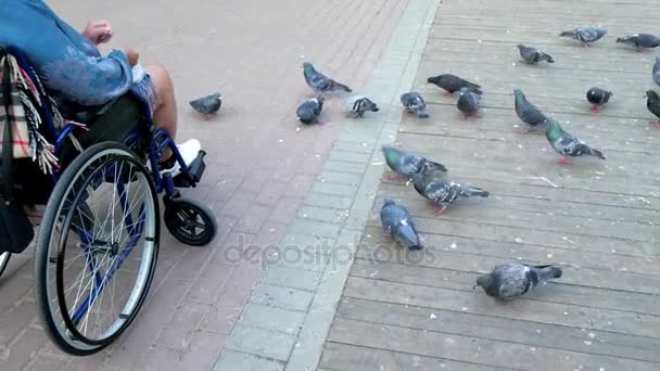 Une personne handicapée nourrit des pigeons sur le trottoir . — Video