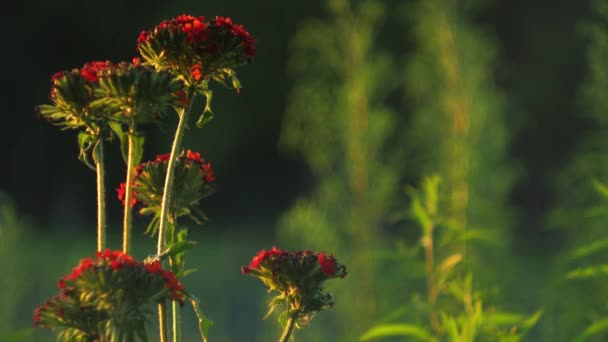 Εσωτερικη κόκκινα λουλούδια στον κήπο. — Αρχείο Βίντεο