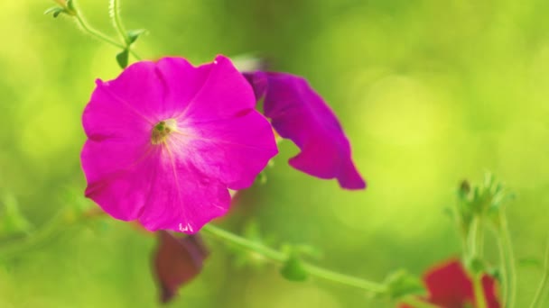 Una flor púrpura . — Vídeos de Stock