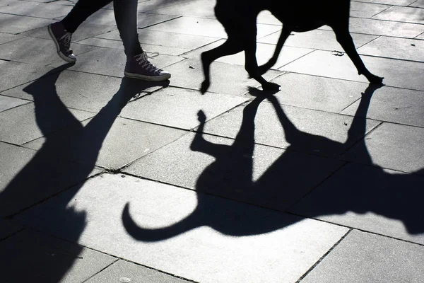 Bir köpek ve bir yürüyüşe sahibi gölgesi