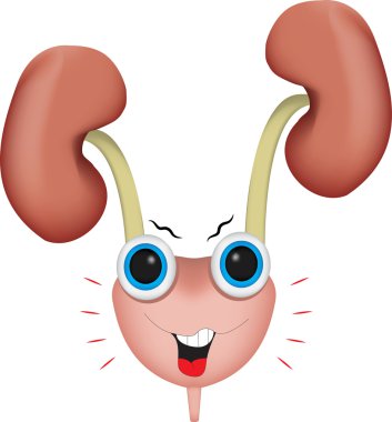 Kızgın mesane ile böbrek renal sistem