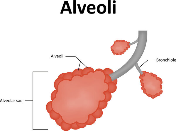 Альвеольский альвеолярный сак лёгких
