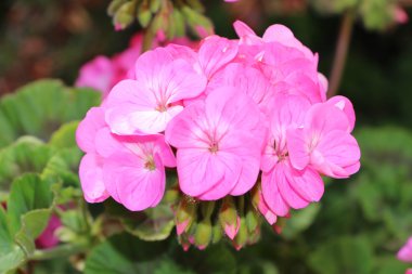 pembe Sardunya çiçeği