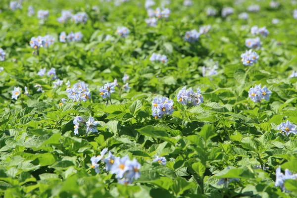 Potatoes plants in a field in Brittany — Stock Photo, Image