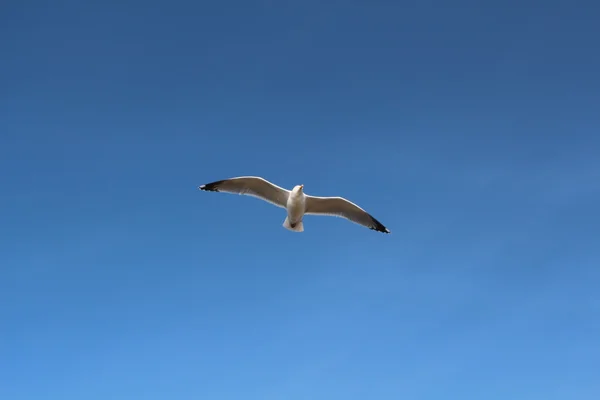 Seagull during flight — Stock Photo, Image