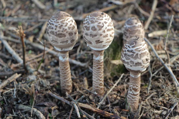 Common parasol mushrooms — Stock Photo, Image