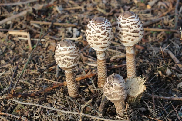 Funghi comuni ombrellone — Foto Stock