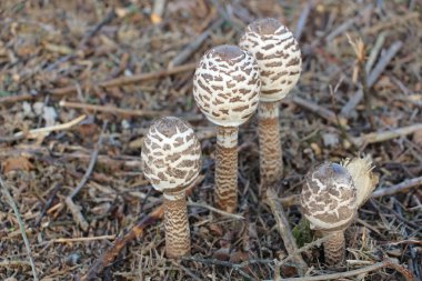 Common parasol mushrooms clipart