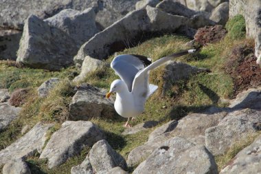 kayaların üzerinde martı