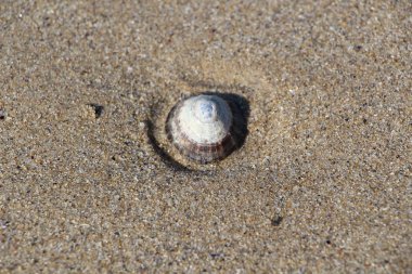 Vantuzlu kum üzerinde