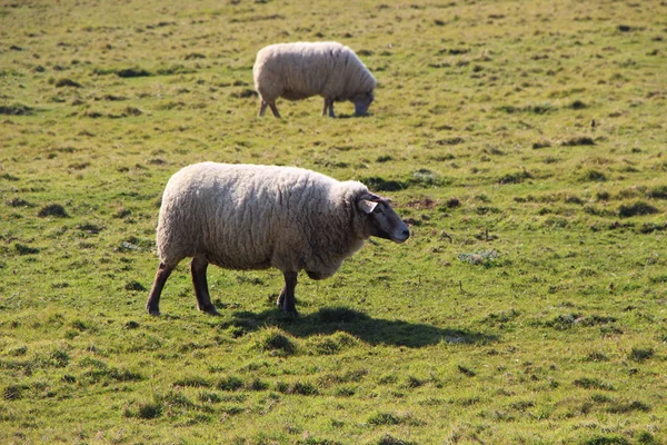 Owce na polu — Zdjęcie stockowe