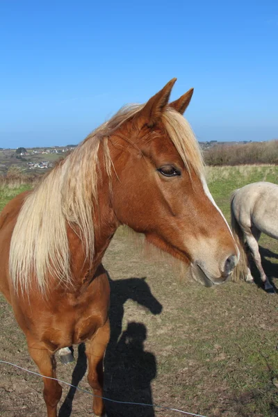 Gesztenye ló egy mezőben — Stock Fotó