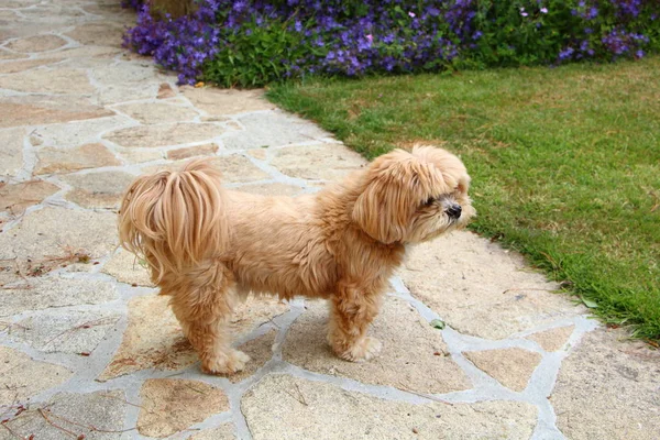 Lhassa Apso cão em um jardim — Fotografia de Stock