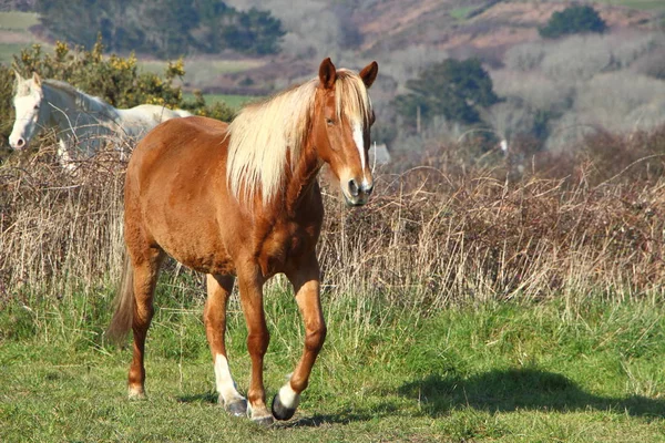 Cavalo de castanha em um campo — Fotografia de Stock