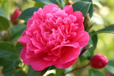 Bir bahçe Kamelya çiçeği