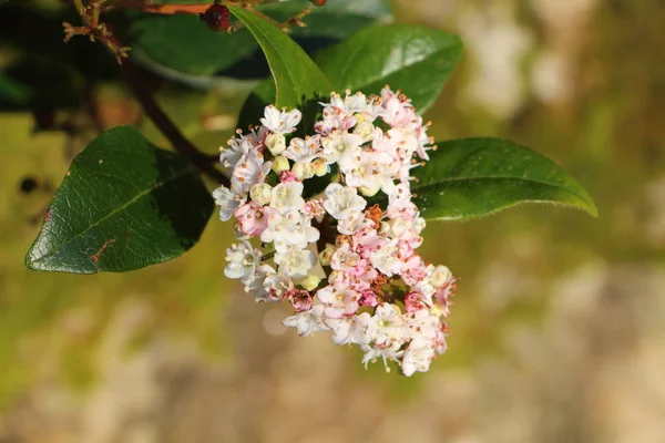 Red Aronia bloemen — Stockfoto