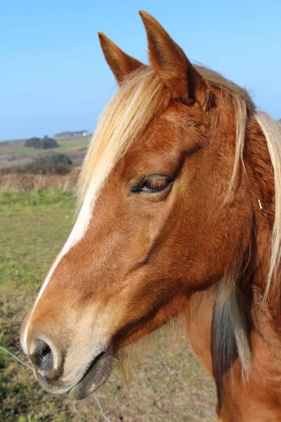 Gesztenye ló egy mezőben — Stock Fotó