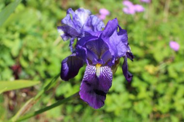 Bahçedeki Iris çiçeği