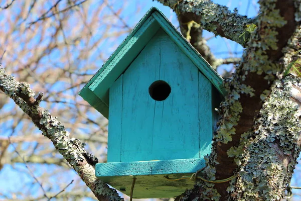 Grünes Vogelhaus in einem Baum — Stockfoto