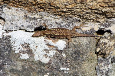 kertenkele bir duvar