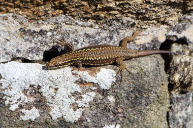 kertenkele bir duvar