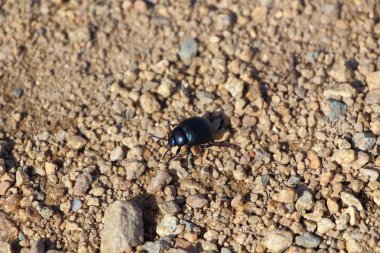 Siyah böceği yol üzerinde