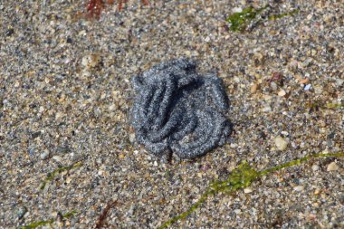 Bir kum kurdu cilvesi