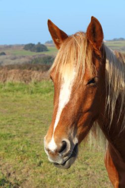 bir alandaki kestane at