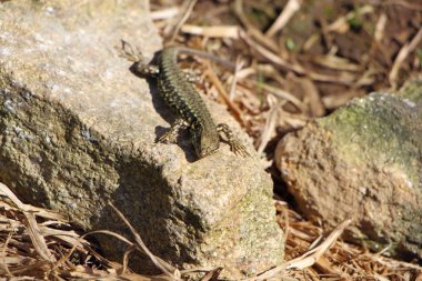 kertenkele üzerine bir stone