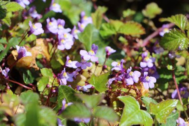 Toadflax sarmaşık yapraklı çiçekler