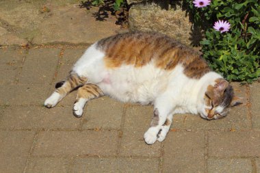 Tekir kedi içinde belgili tanımlık Bahçe uyku