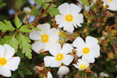 Bahçedeki Anemone çiçekleri