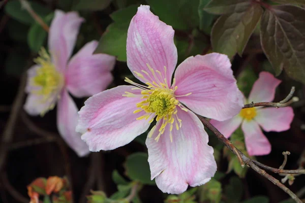 Clematis roses dans un jardin — Photo