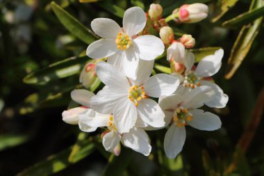 Bahçedeki Anemone çiçekleri