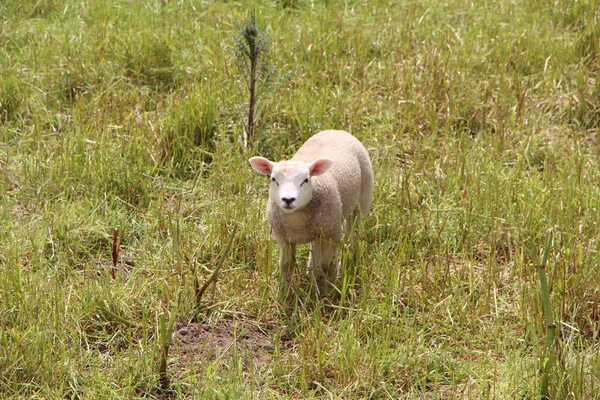 Lamb in a field — Stock Photo, Image