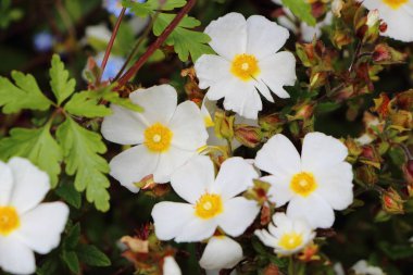 Bahçedeki Anemone çiçekleri
