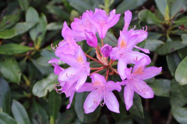 Ormangülü çiçek Bahçe