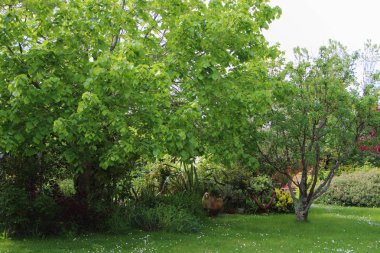 Baharda güzel bir bahçe