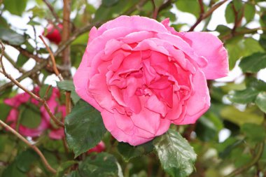 bir bahçe gül çiçek