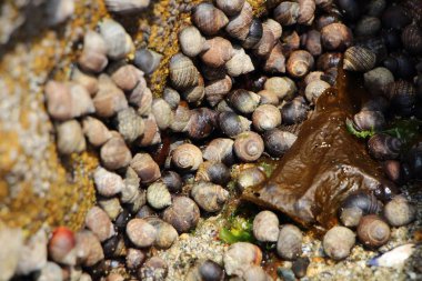 Salyangozlar kayalar arasında
