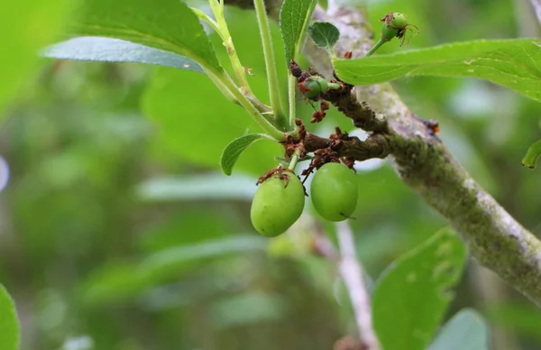 Petite prune jaune mûrissant sur un prunier — Photo