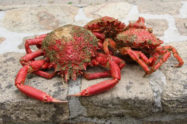 Cooked spider crabs on pavement — Stock Photo, Image