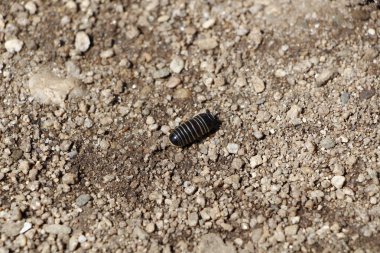 Yol üzerinde tespih