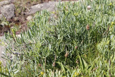 Samphire deniz kenarı