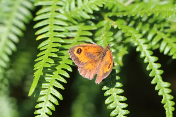 Amaryllis butterfly on fern — Stock Photo, Image