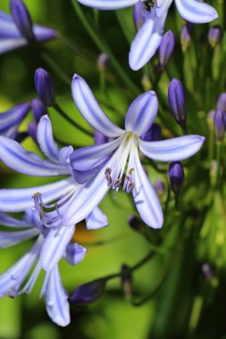 Mavi agapanthus çiçekleri