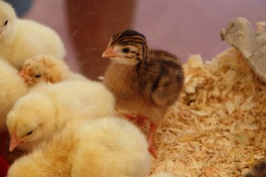 Civciv bir brooder de