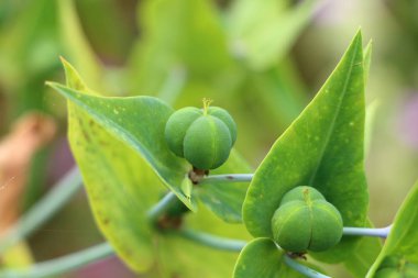 Euphorbia meyvesi